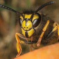German Wasp on windfall pear 
